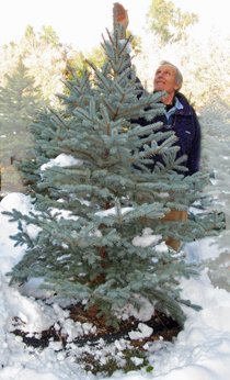 Your Neighborhood Christmas Tree Farm: farm photo
