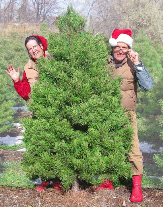 Your Neighborhood Christmas Tree Farm: farm photo