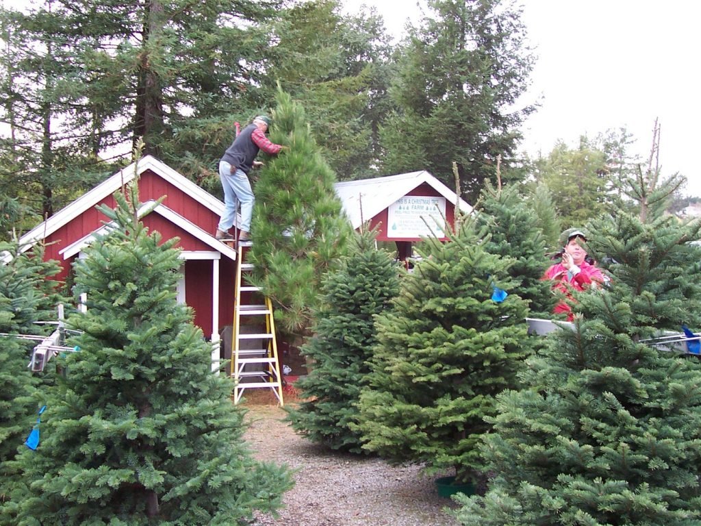 Larsen's Christmas Tree Farms: farm photo