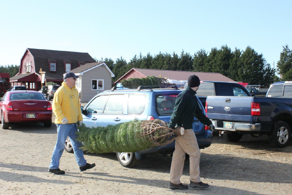 Coleman's Christmas Tree Farm: farm photo