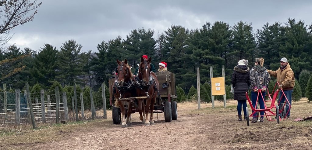 Walker’s Tree Farm: farm photo
