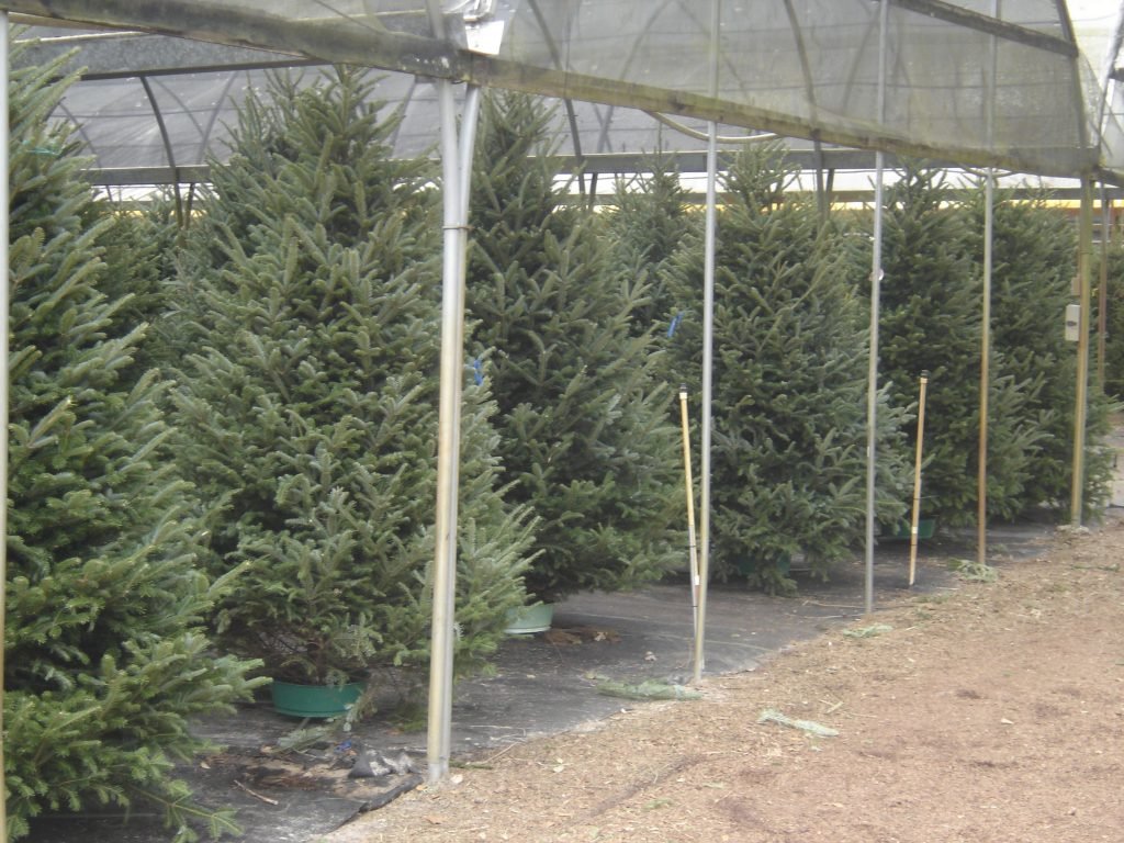 Ergle Christmas Tree Farm: farm photo