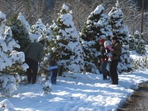 Big Lake Trees: farm photo