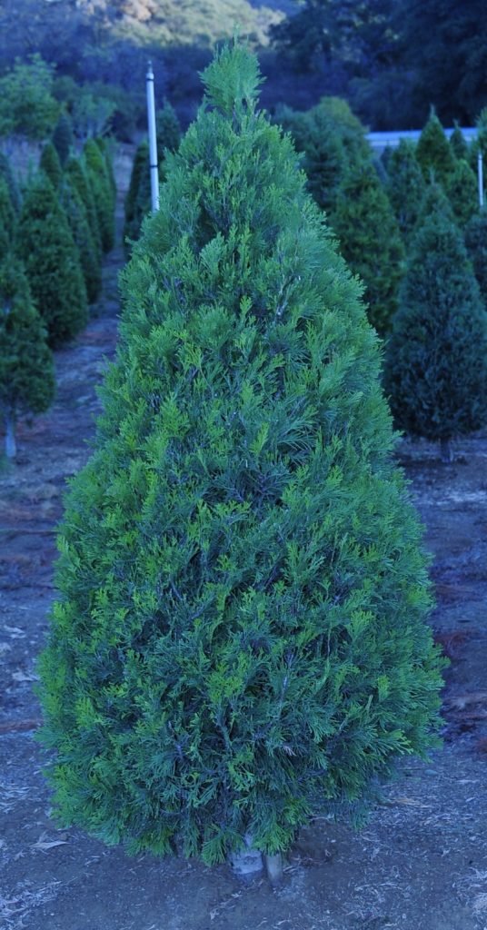 Paradise Christmas Tree Farm: farm photo