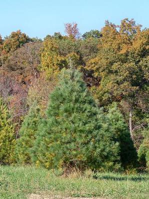 Alfeldt Brothers Farm LLC: farm photo