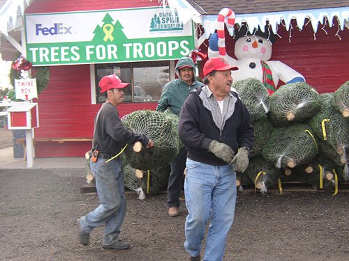 Battaglia Ranch Christmas Tree Farm: farm photo