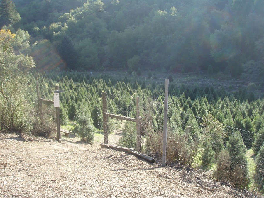 Castro Valley Christmas Tree Farm: farm photo