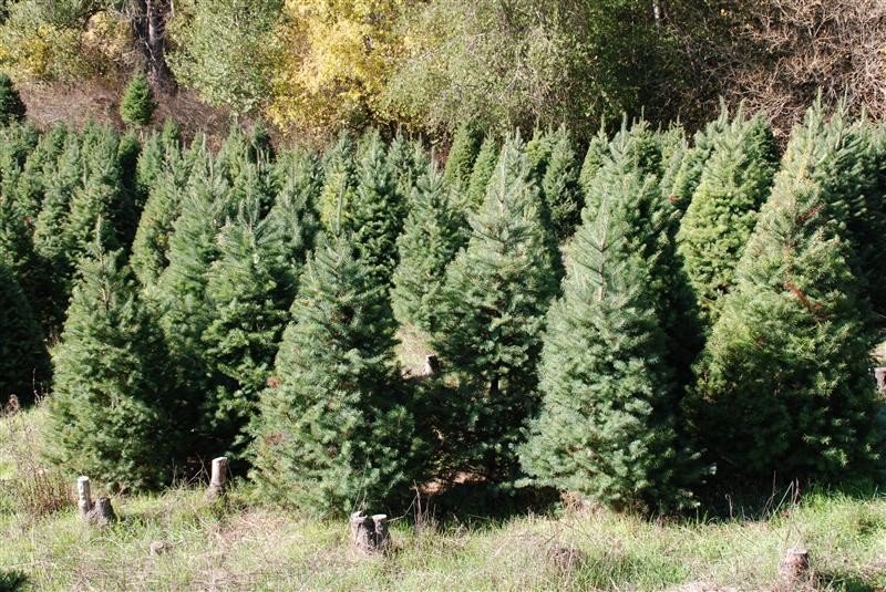 Castro Valley Christmas Tree Farm: farm photo