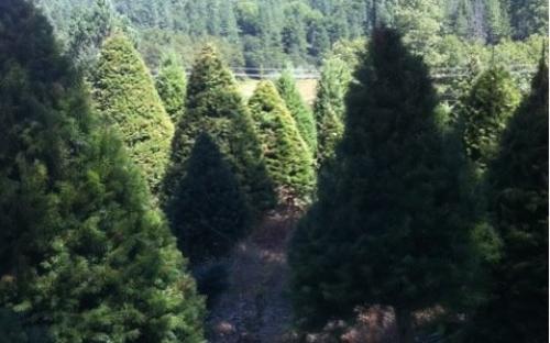 Kenny, Harry & Heidi's Tree Farm: farm photo